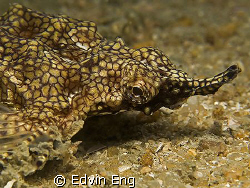 Stealth Cruiser! Taken in Perhentian with Canon G9, Inon ... by Edvin Eng 